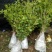 【优选】桂花苗桂花金桂苗八月桂苗20-100cm