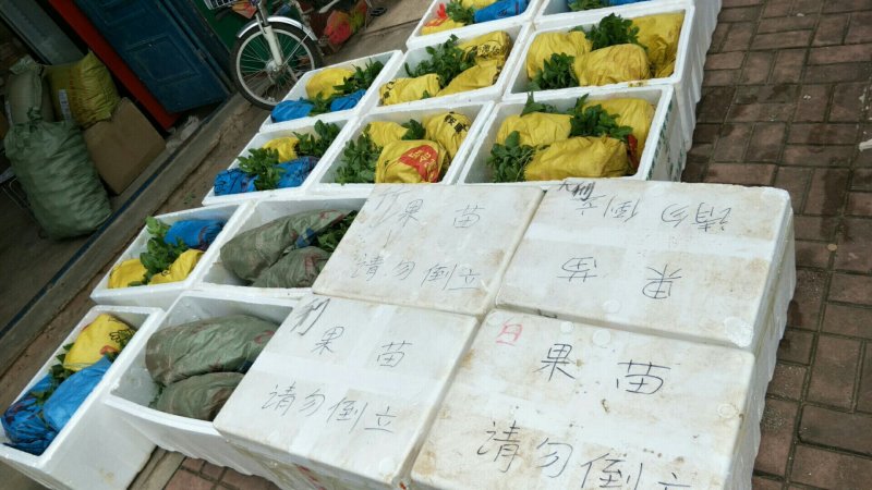 芭乐味黄金百香果苗☞扦插苗，轻基质杯苗，泥袋苗（包邮）
