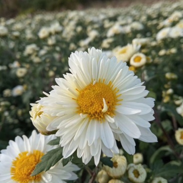 【福白菊】湖北麻城福田河出产福白菊鲜花