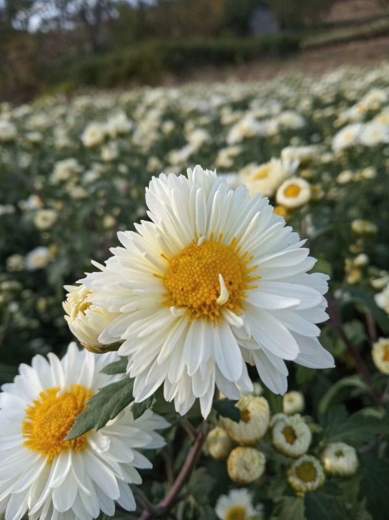 【福白菊】湖北麻城福田河出产福白菊鲜花