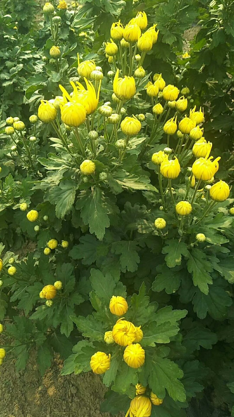 金丝皇菊苗，婺源皇菊苗