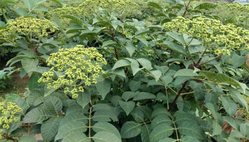 湖南吴茱萸苗茶辣苗米辣子广西吴茱萸苗广西茶辣苗湖北米辣子