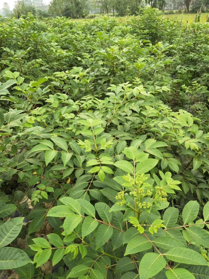 湖南吴茱萸苗茶辣苗米辣子广西吴茱萸苗广西茶辣苗湖北米辣子
