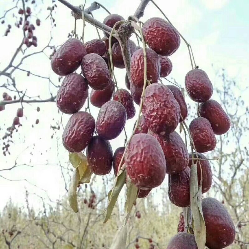 新疆灰枣
