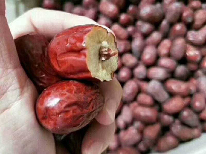 新疆灰枣