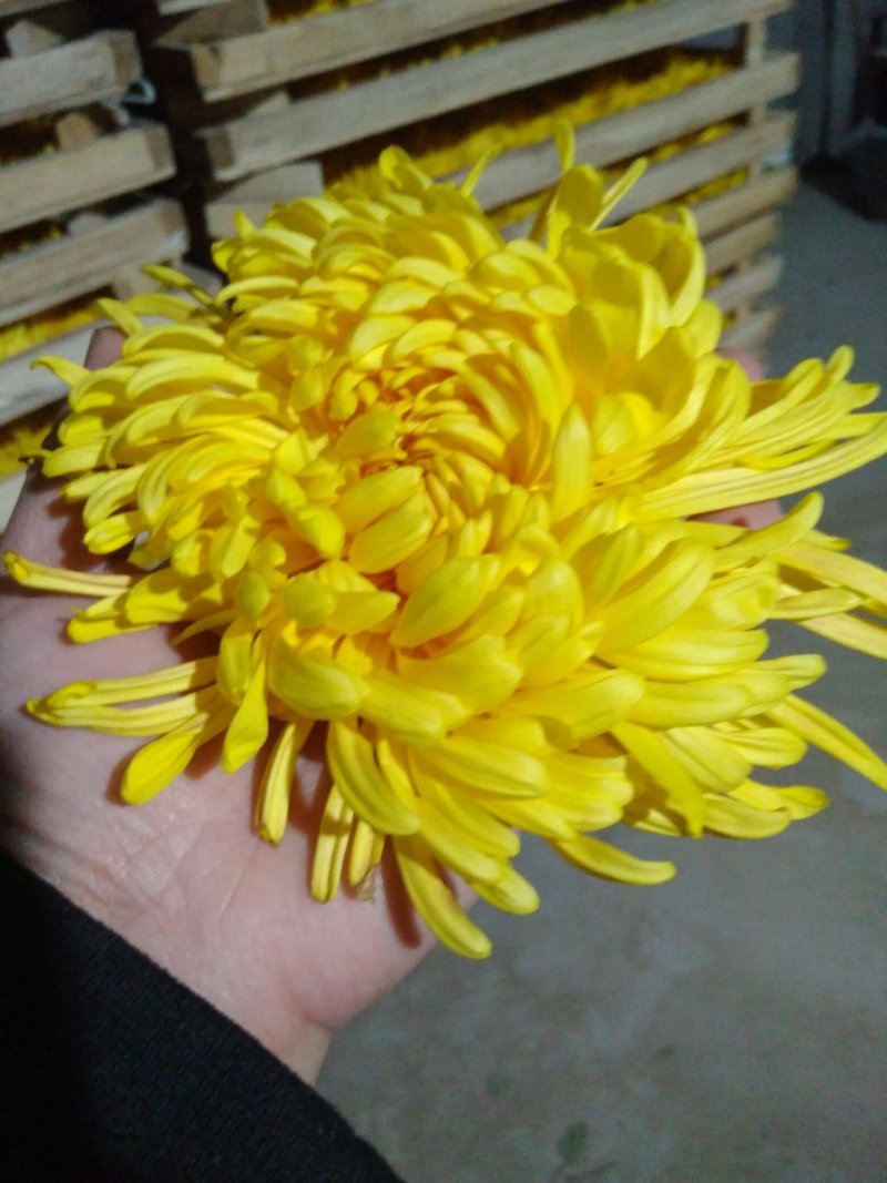金丝皇菊苗，婺源皇菊苗