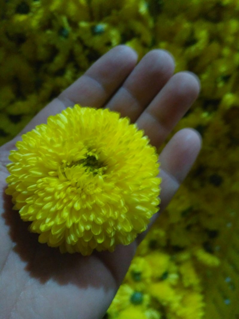 金丝皇菊苗，婺源皇菊苗