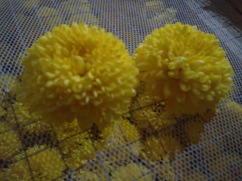金丝皇菊苗，婺源皇菊苗
