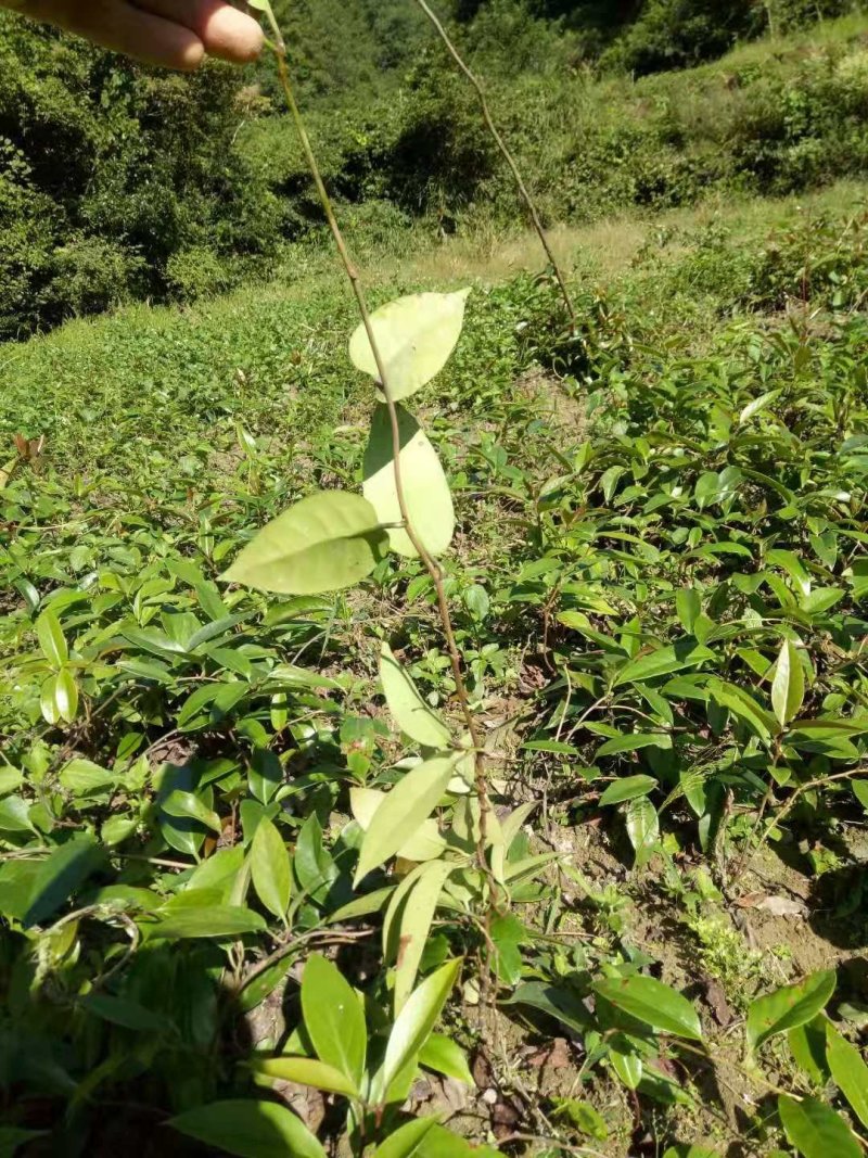 黑老虎结果苗布福娜果苗及各种规格的苗量大优惠