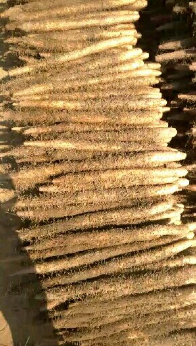 棒药，紫药