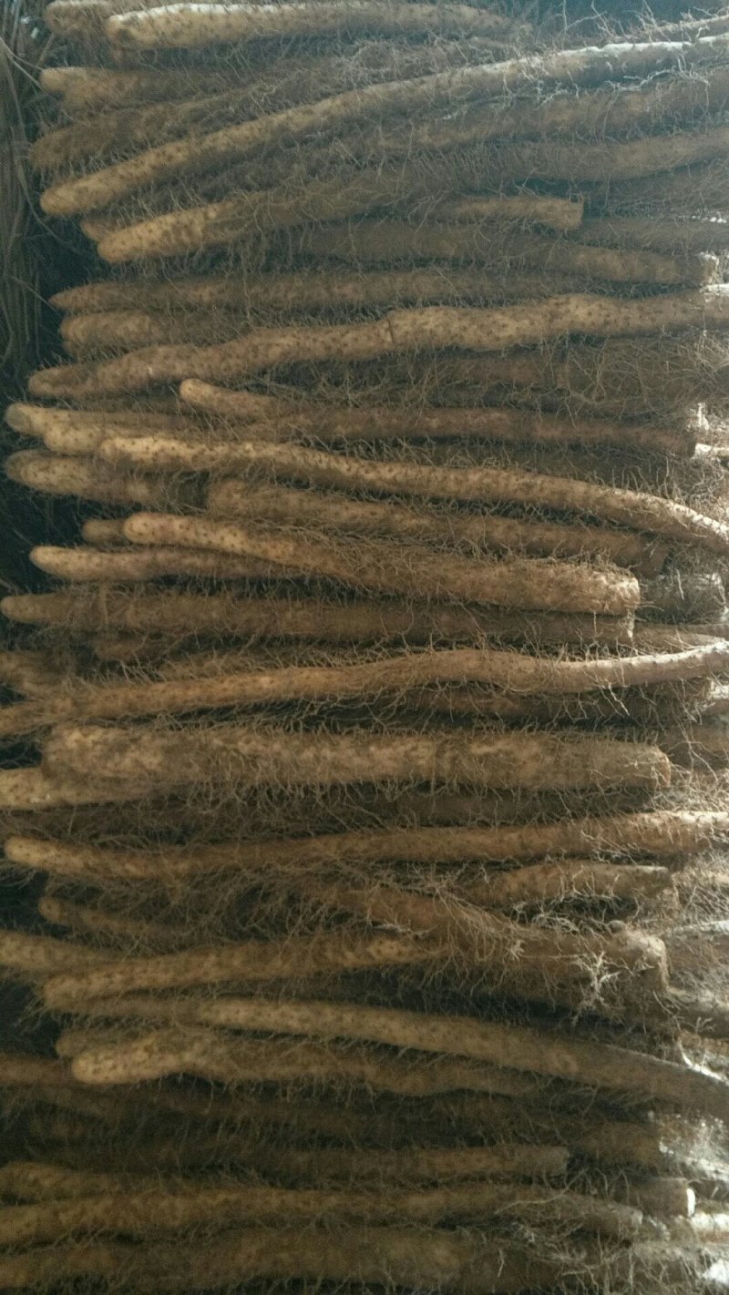 棒药，紫药