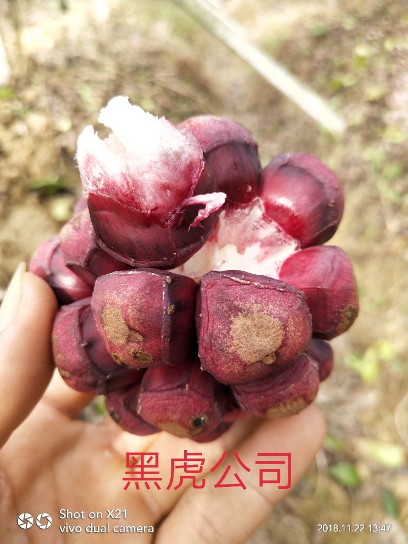 布福娜黑老虎果美容养生保健果