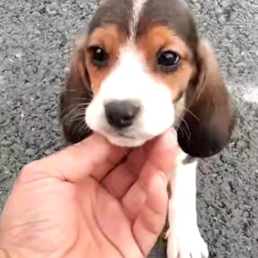比格犬