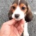比格犬