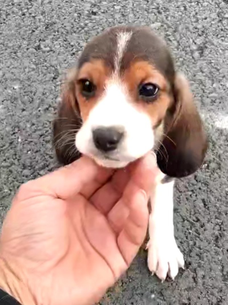 比格犬