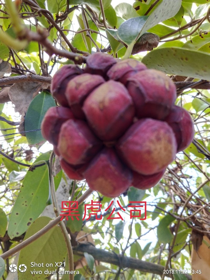 布福娜上市啦！全球仅25斤果！！速度下单