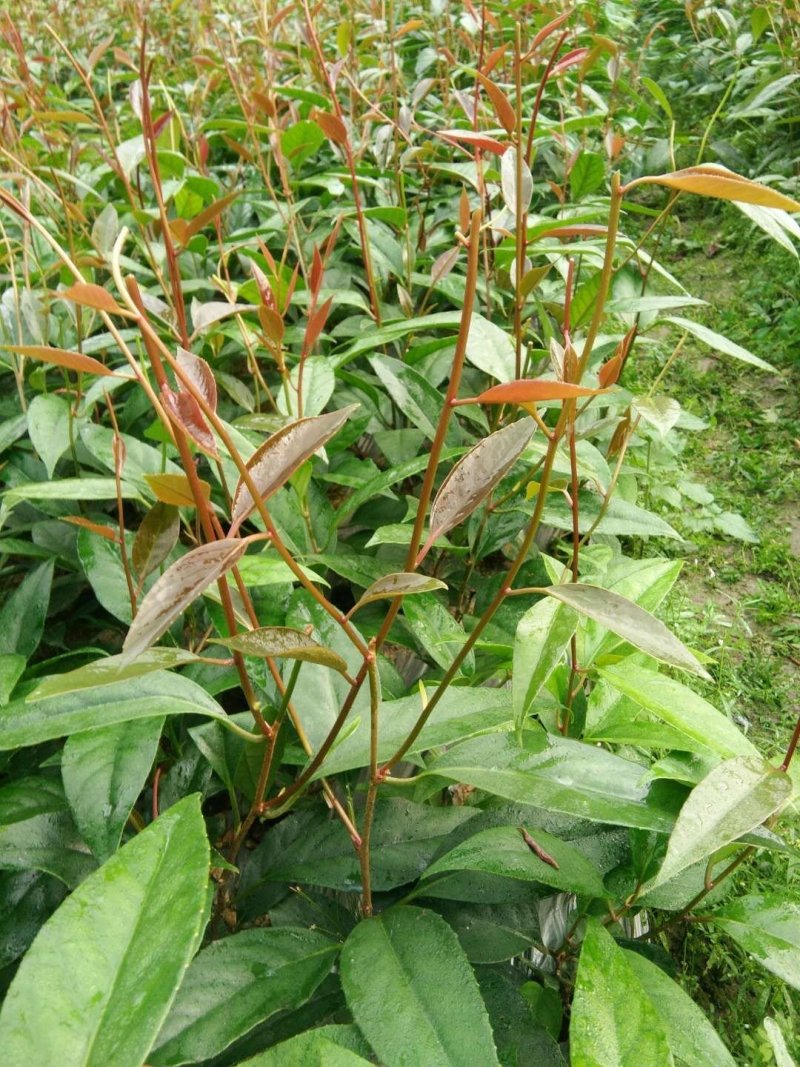 黑老虎果树苗布福娜树苗血藤果苗30~50cm