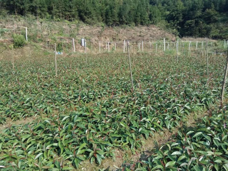 黑老虎结果苗布福娜果苗及各种规格的苗量大优惠