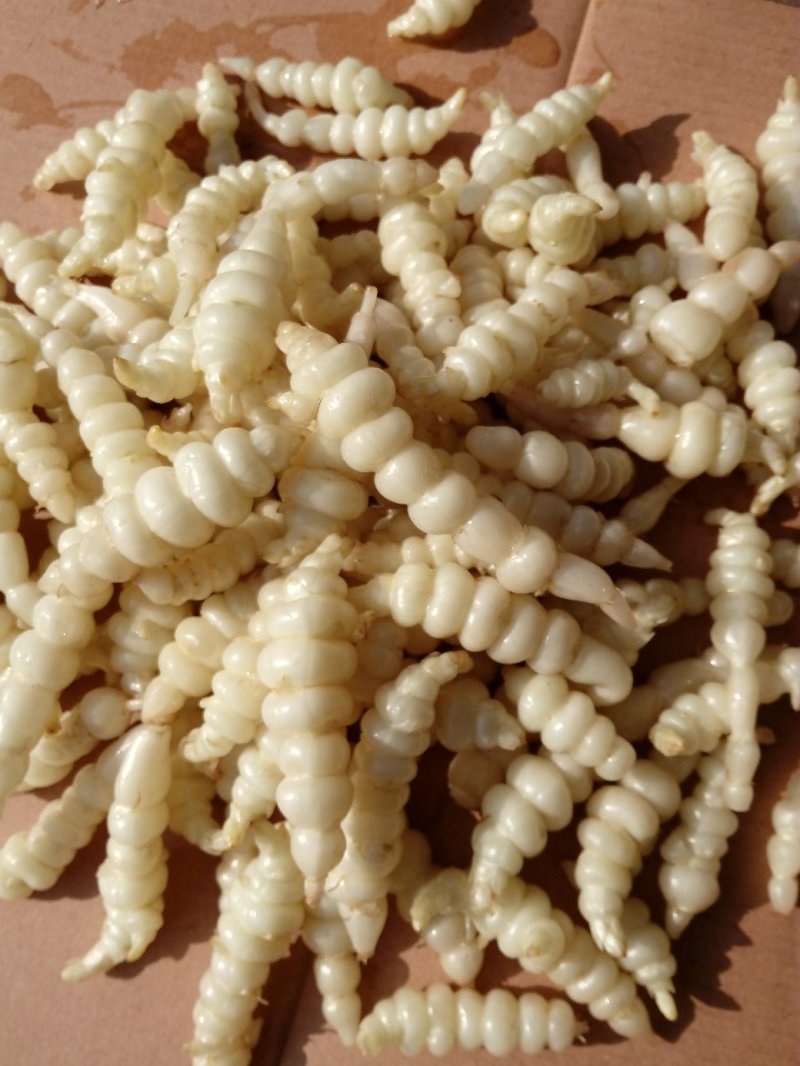 大量土虫草，地环，虫草参，草石蚕，宝塔菜