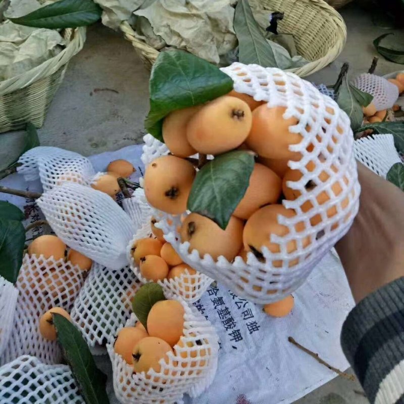 枇杷