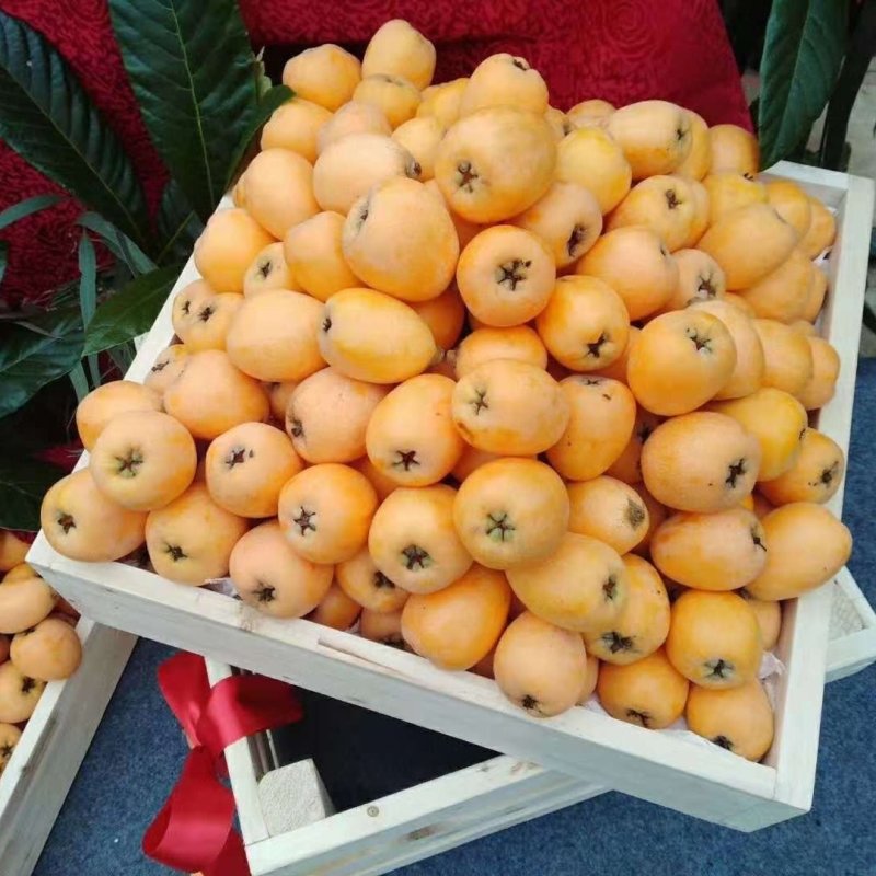 枇杷