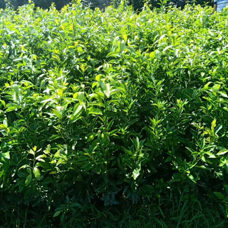 柑橘苗沃柑苗嫁接苗品种正宗产量高