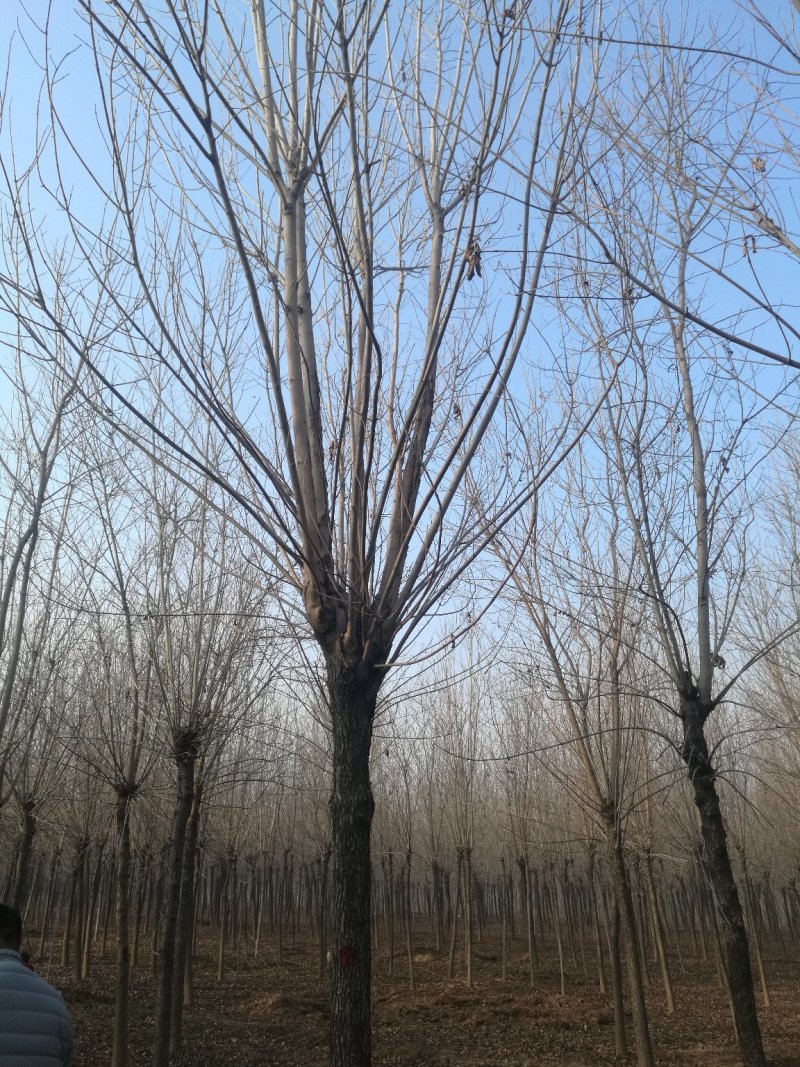 速生白蜡，白蜡树，12-25公分树形美观，一级二级量大，