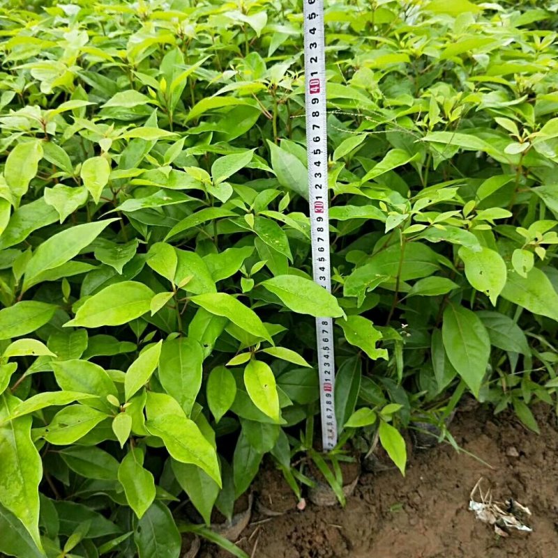 大量出售各种规格优质香樟苗香樟小苗香樟树