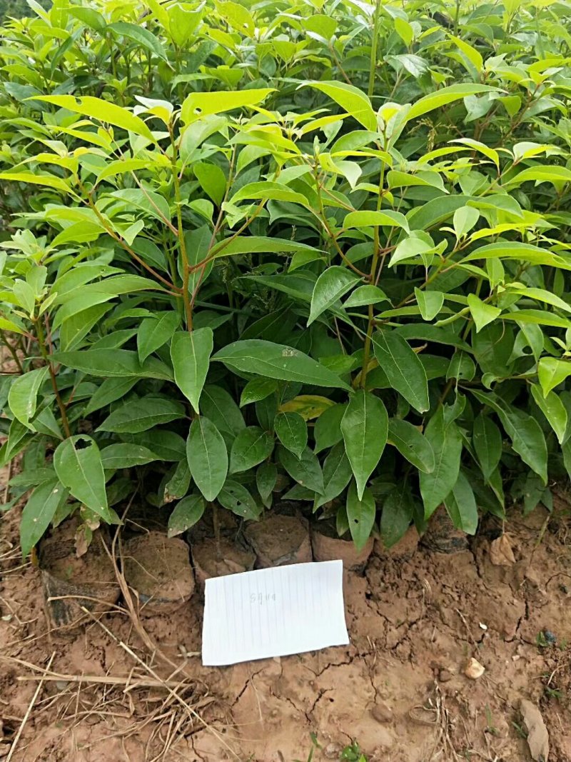 大量出售各种规格优质香樟苗香樟小苗香樟树
