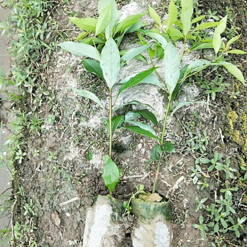 大量出售各种规格优质香樟苗香樟小苗香樟树