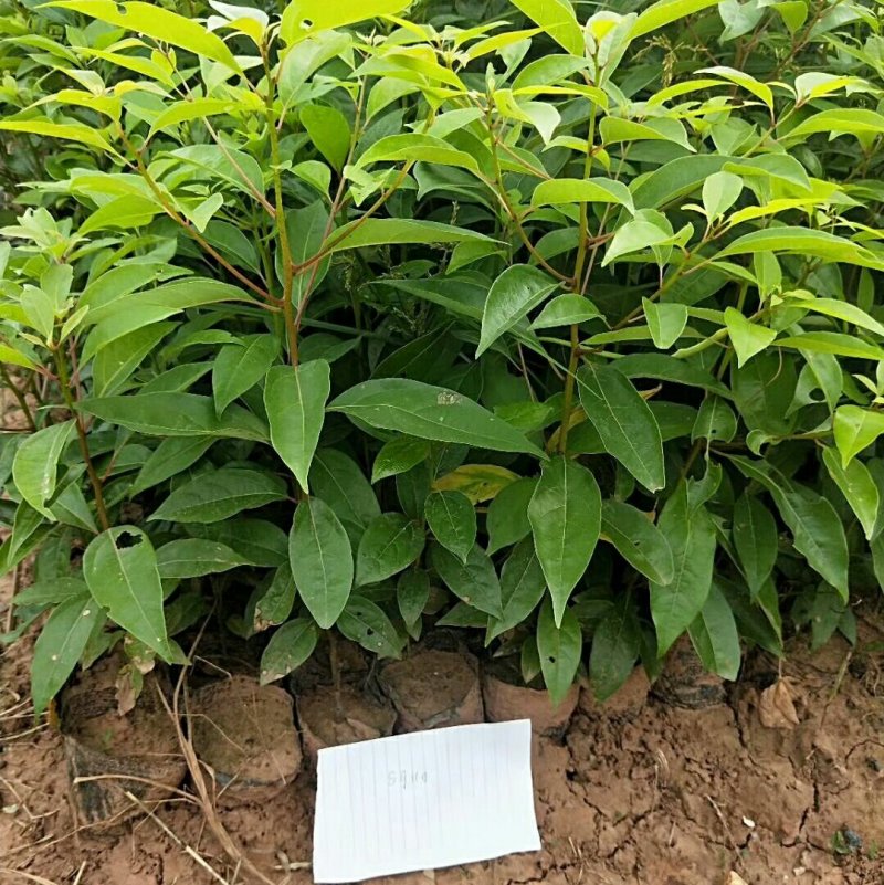 大量出售各种规格优质香樟苗香樟小苗香樟树