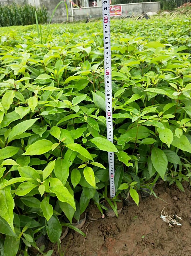 大量出售各种规格优质香樟苗香樟小苗香樟树