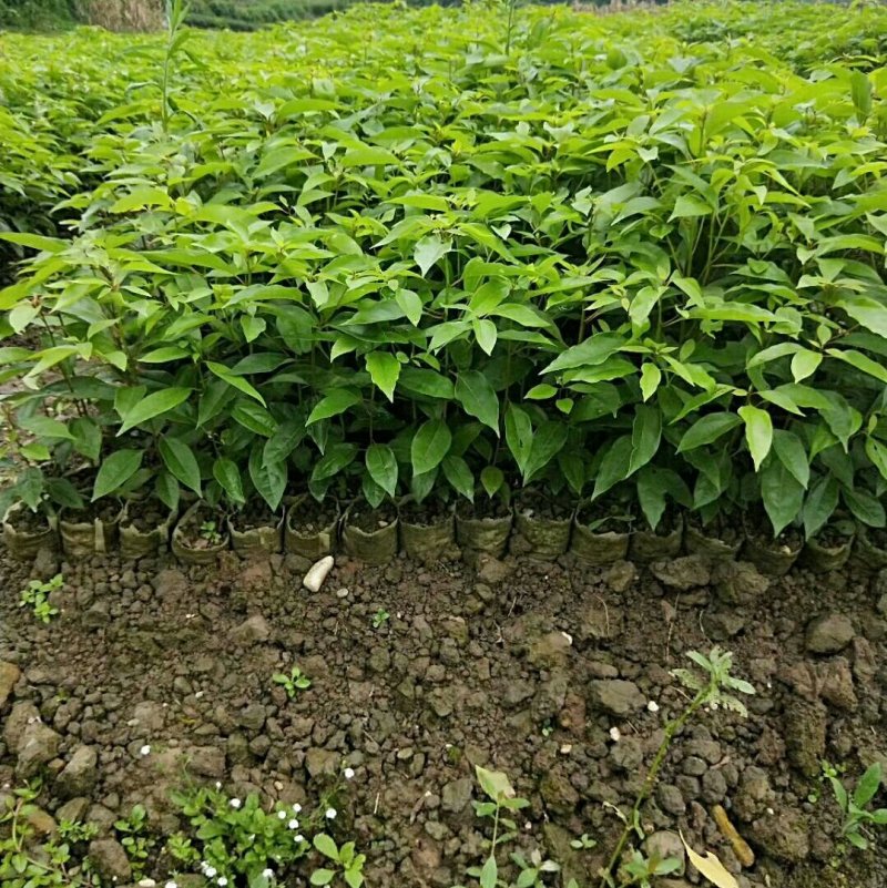 大量出售各种规格优质香樟苗香樟小苗香樟树
