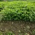 大量出售各种规格优质香樟苗香樟小苗香樟树