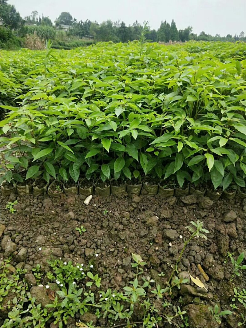 大量出售各种规格优质香樟苗香樟小苗香樟树