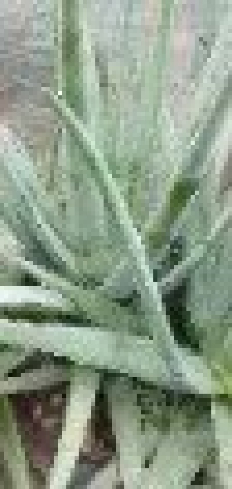 特菜精品