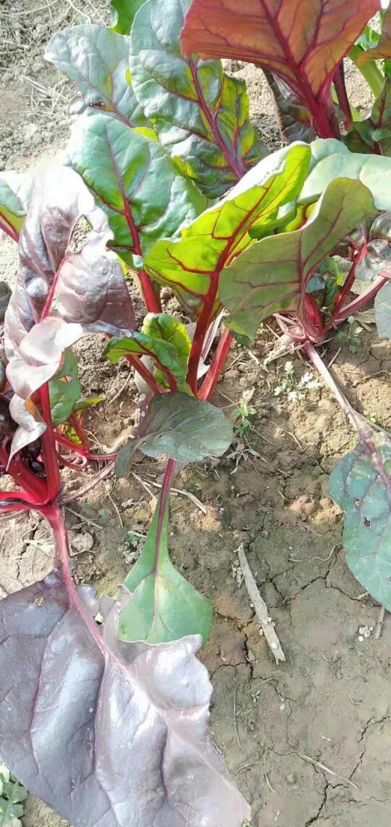 特菜精品
