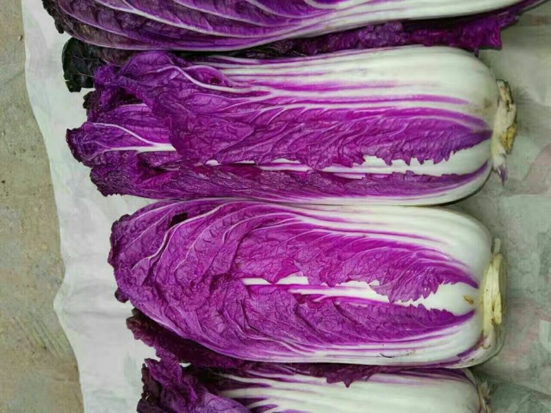 特菜精品