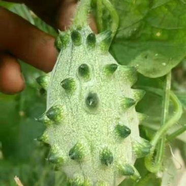特菜精品