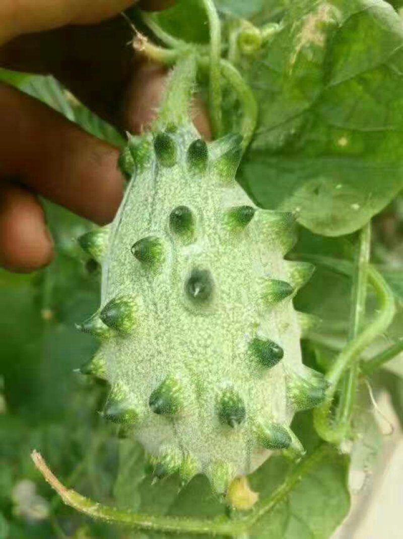特菜精品
