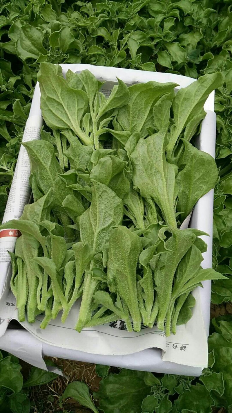 特菜精品