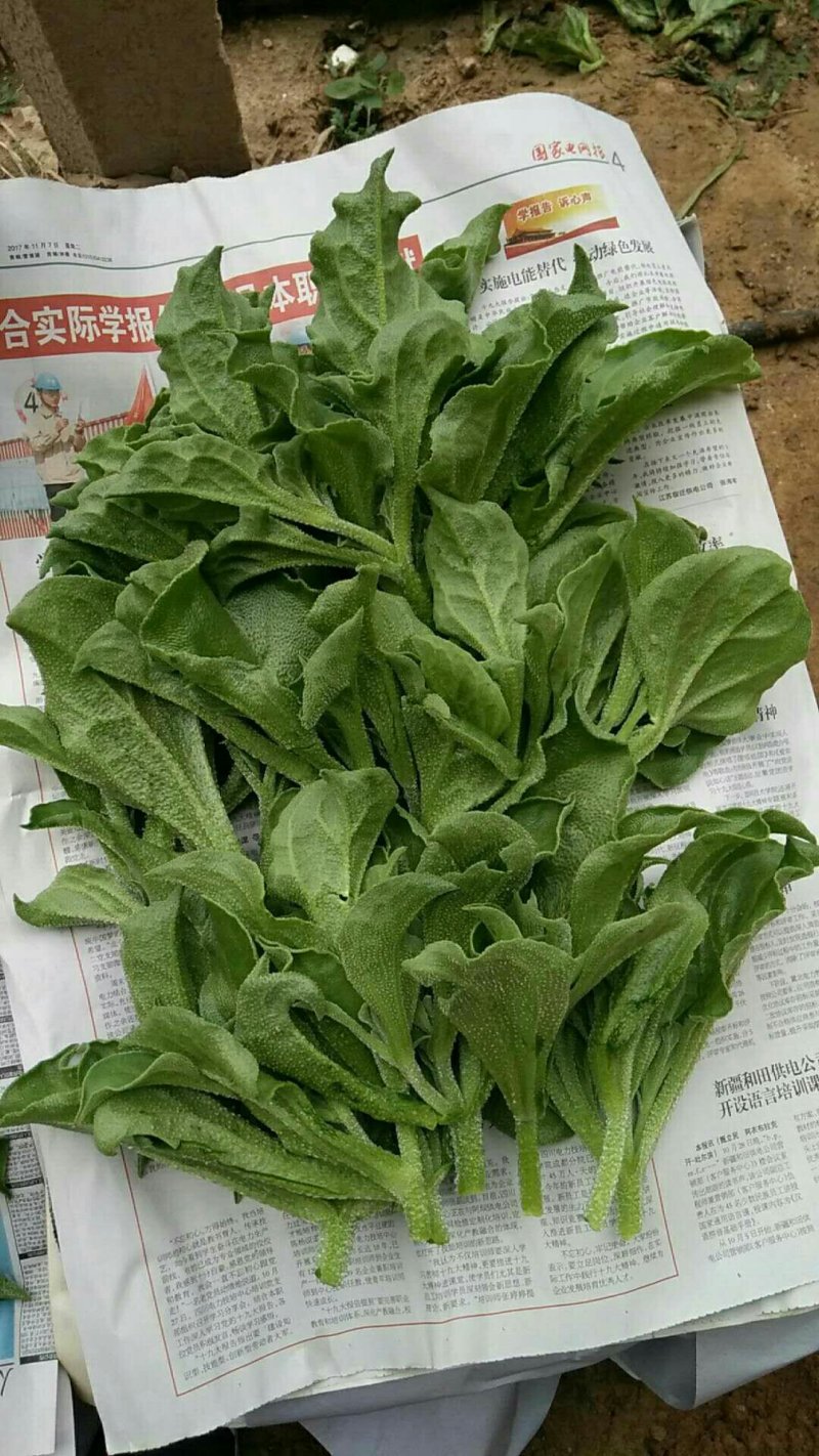 特菜精品