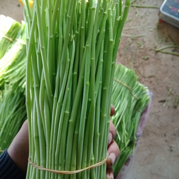 芦蒿