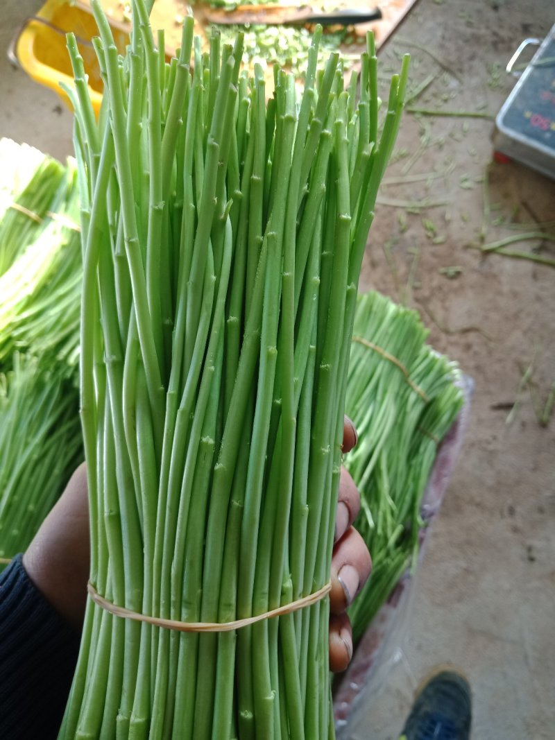 芦蒿