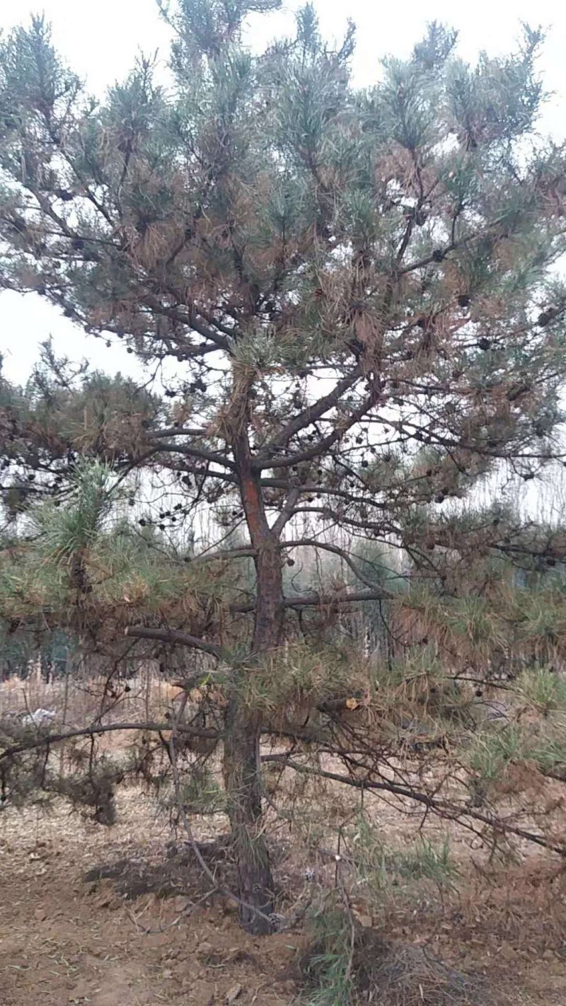 油松，平顶，弯树，异形