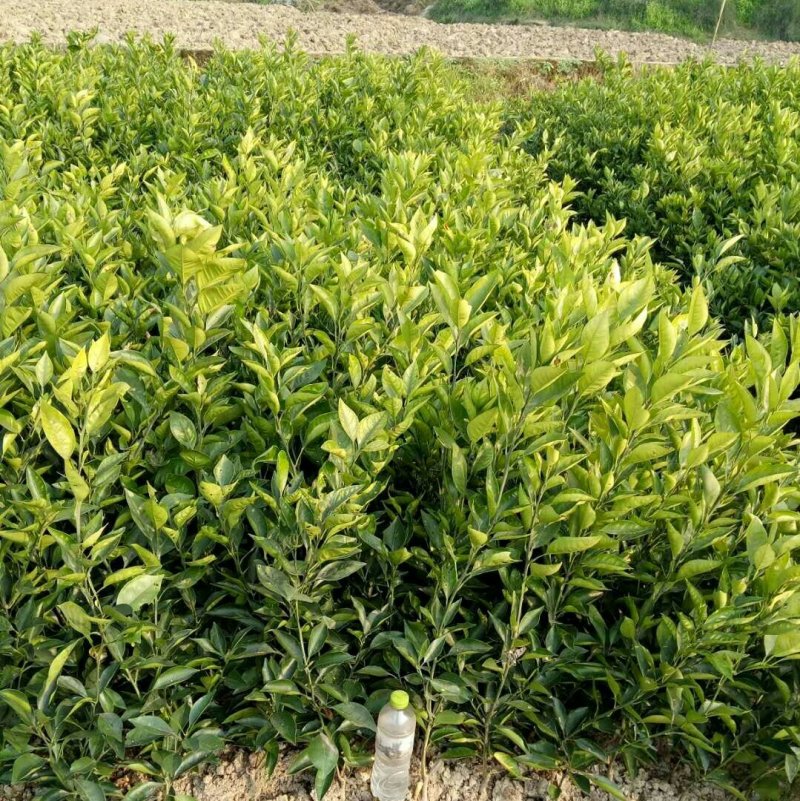 基地出售血橙苗红肉脐橙苗品种纯正量大从优