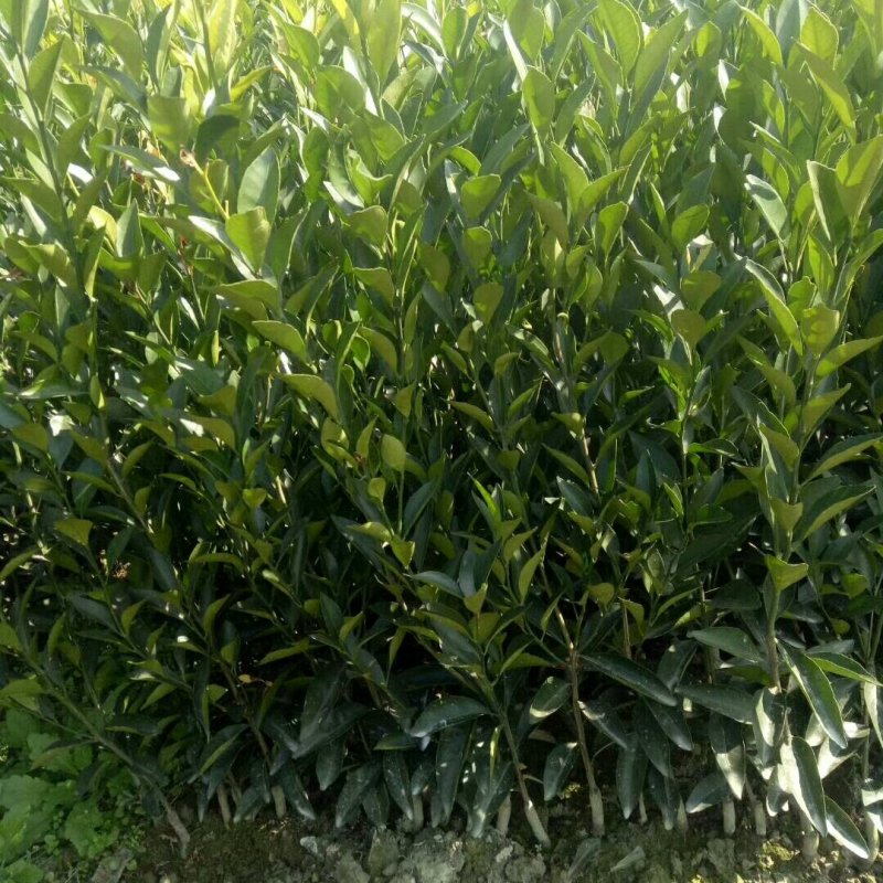 基地出售血橙苗红肉脐橙苗品种纯正量大从优