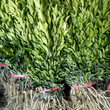 基地出售血橙苗红肉脐橙苗品种纯正量大从优