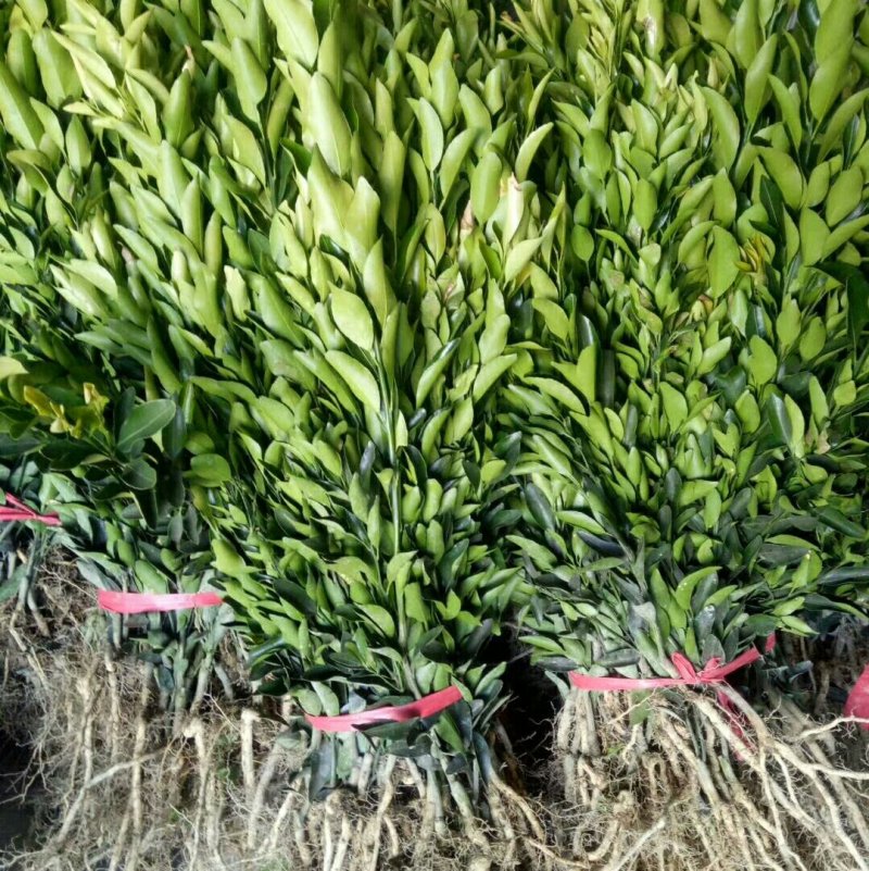 基地出售血橙苗红肉脐橙苗品种纯正量大从优
