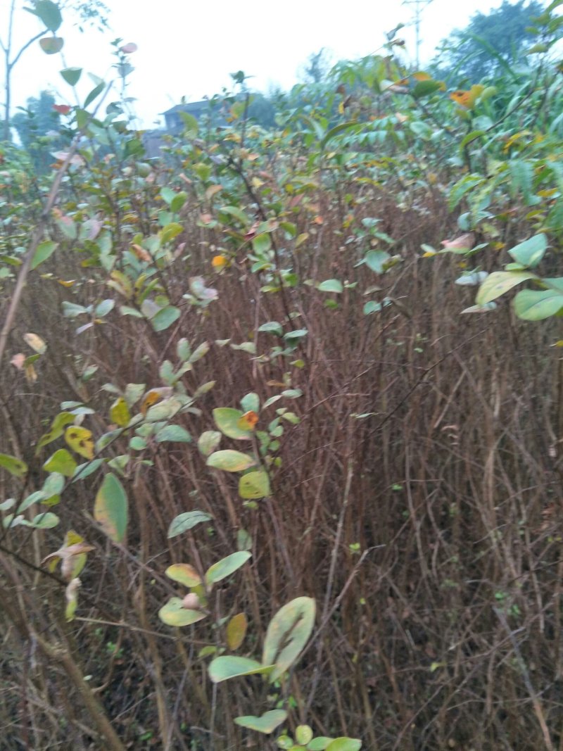 大量出售各种规格优质紫薇苗百日红苗